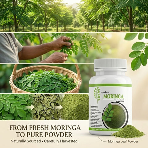 HerbEx Pure Moringa Powder